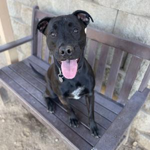 black dog sitting on a wooden bench
