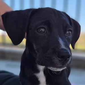 Jeepers Puppers, Terrier, Pit Bull, puppy, available for adoption