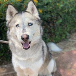 Cassie, Husky, adult, available for adoption