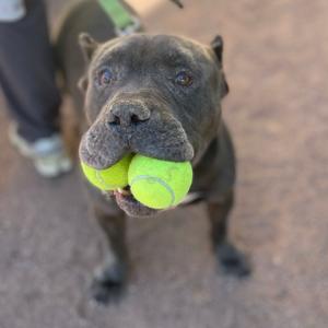 A black dog holding two tennis balls in its mouth.