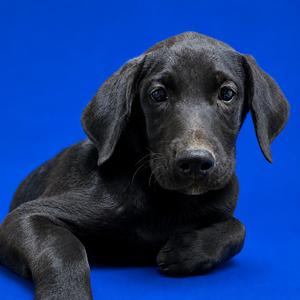 A black puppy with floppy ears lying on a blue background