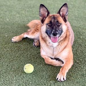 A German Shepherd dog lying on green artificial turf with a tennis ball nearby.