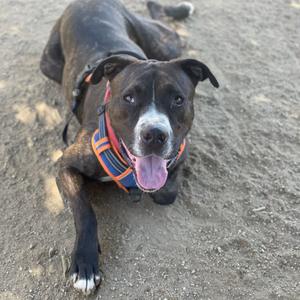 A black and white dog with a pink tongue sticking out, wearing a colorful harness, lying on a sandy surface.