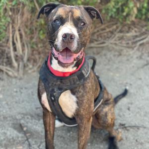 A brindle pit bull type dog with a red collar and black harness sits looking at the camera with its mouth open.
