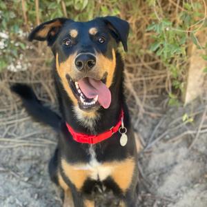 Duke, Pinscher, Doberman, adult, available for adoption