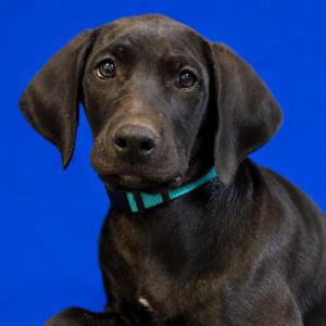 Kaylee, Pinscher, Doberman, puppy, available for adoption