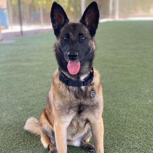 A Belgian Malinois dog sitting on artificial grass, looking directly at the camera with its tongue out and ears perked up.