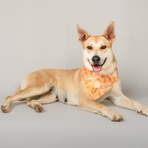 A tan dog with pointy ears lies down, wearing an orange bandana with a leaf pattern. The dog is looking at the camera with its tongue slightly out.