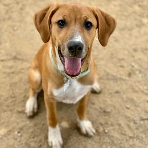 A brown and white dog with floppy ears sitting on a dirt ground, looking up with its tongue out.