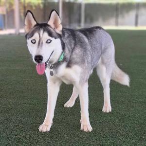 A Siberian Husky standing on artificial turf, wearing a green collar with a tag, and sticking out its tongue.