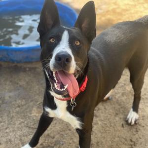 Ileane, Shepherd, German, adult, available for adoption