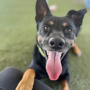 A close-up, slightly blurry photo of a black and tan dog with its tongue hanging out, looking directly at the camera.