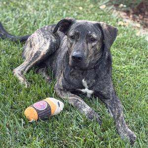 A brindle dog with a white patch on its chest is lying on green grass. The dog has a toy in front of it.