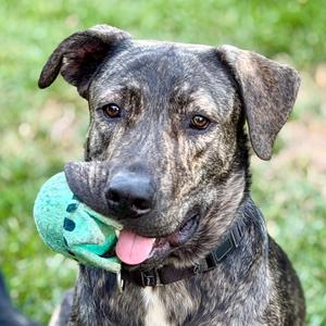 Luke, Terrier, Pit Bull, adult, available for adoption