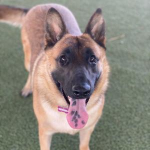 A German Shepherd dog with a black and tan coat, standing on a green artificial turf surface, with its tongue out and looking directly at the camera.