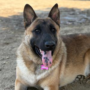 Goku, Malinois, Belgian, adult, available for adoption
