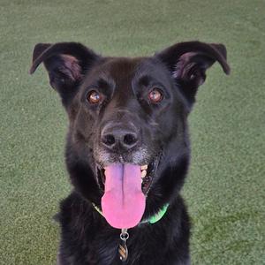 A black dog with its tongue out, wearing a green collar.
