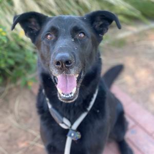 Jeffrey, Shepherd, German, adult, available for adoption