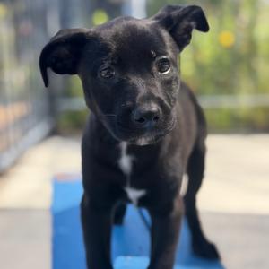 Cora Dune, Terrier, Pit Bull, puppy, available for adoption