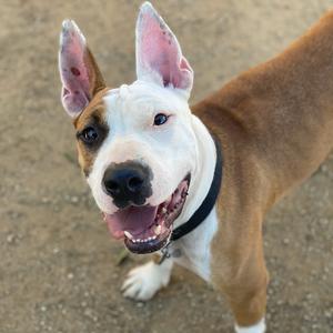 A brown and white dog with perked-up ears and a black collar, looking up with its mouth open.