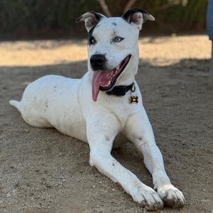 Frost Bite, Terrier, Pit Bull, adult, available for adoption
