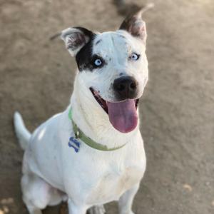 A happy dog with bright blue eyes and a green collar sits on sandy ground.