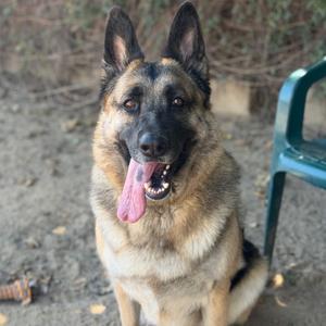 A German Shepherd dog with its tongue out, sitting on the ground.