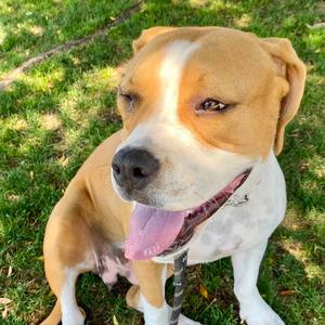 Millie, Boxer / American Staffordshire Terrier, available for adoption
