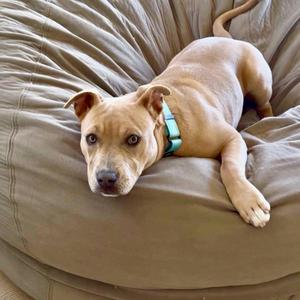 Naia, American Staffordshire Terrier, young, available for adoption