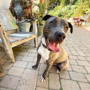 Scottie, Staffordshire Bull Terrier / Labrador Retriever, adult, available for adoption