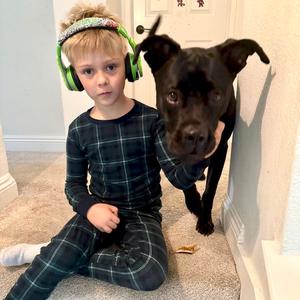 Shadow, Boxer / Labrador Retriever, young, available for adoption