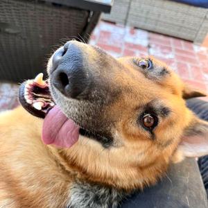 Henry, German Shepherd Dog, adult, available for adoption