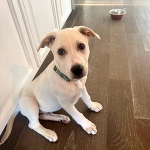 Daisy, Labrador Retriever, available for adoption