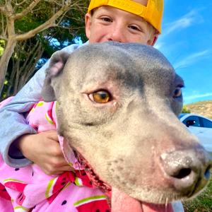 Gigi, American Staffordshire Terrier, adult, available for adoption
