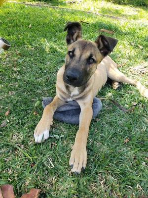 Dillion, Shepherd, young, available for adoption