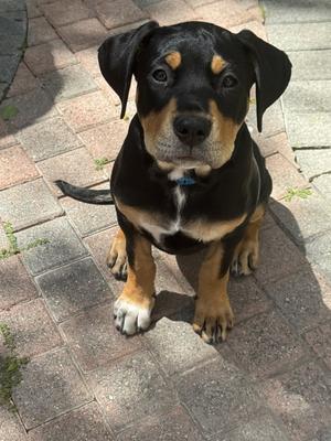 Scout, Rottweiler, available for adoption