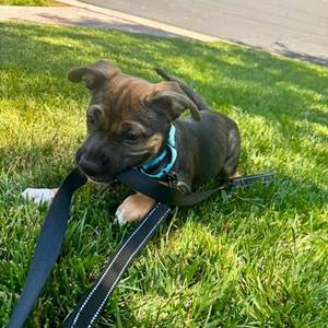 Jazmin, Shepherd, available for adoption