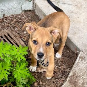 Bruce Lee, German Shepherd Dog / American Staffordshire Terrier, puppy, available for adoption