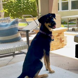 Lucca, German Shepherd Dog, young, available for adoption
