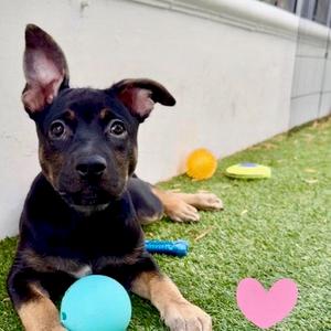 Avalon, German Shepherd Dog, available for adoption