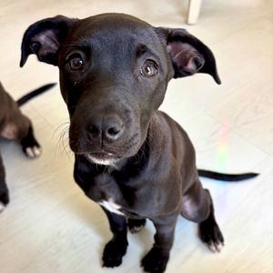 Janet, American Staffordshire Terrier, puppy, available for adoption
