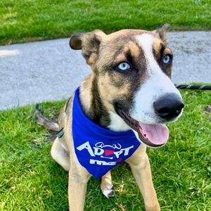 Milo, Husky, available for adoption
