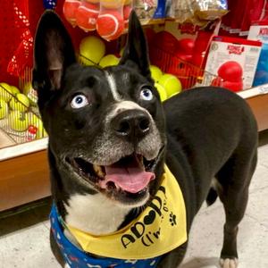 Stormie, adult, available for adoption