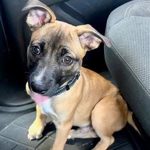Jack, Labrador Retriever / American Staffordshire Terrier, puppy, available for adoption