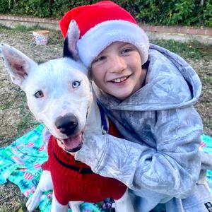 Snow, Husky / American Staffordshire Terrier, available for adoption