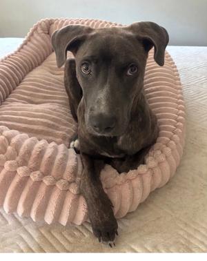 Benita, Weimaraner / American Staffordshire Terrier, young, available for adoption
