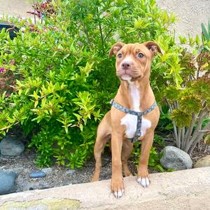 Amber, American Staffordshire Terrier, young, available for adoption