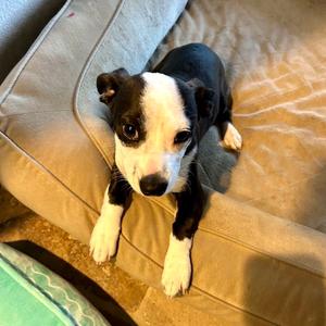 Scottie, American Staffordshire Terrier, adult, available for adoption