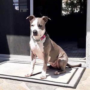 Peggy, American Staffordshire Terrier, adult, available for adoption