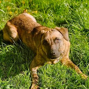 Savannah, Plott Hound, young, available for adoption